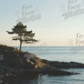 Serene Coastal Landscape with Lone Pine Tree at Sunset