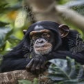 Majestic Chimpanzee Portrait in Lush Greenery - Wildlife Photography