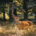 Majestic Stag in Sunlit Forest Clearing - Nature Wildlife Photography