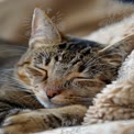 Peaceful Sleeping Cat on Cozy Blanket - Relaxation and Comfort