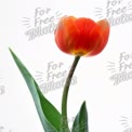 Vibrant Red Tulip Bloom with Green Leaves on White Background