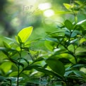 Vibrant Green Leaves with Sunlight Bokeh - Nature Background