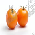 Fresh Orange Tomatoes with Water Droplets on White Background