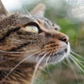 Close-Up de um Majestoso Gato Tigrado com Olhos Verdes Intensos e Bigodes