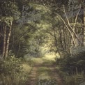 Serene Forest Pathway: Tranquil Nature Trail in Lush Greenery