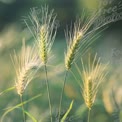 Close-Up of Golden Wheat Ears in Soft Natural Light - Agriculture and Harvesting Concept