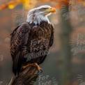 Majestätischer Weißkopfseeadler, der in herbstlicher Waldumgebung sitzt