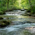 Tranquil Forest Stream: Serene Nature Landscape with Flowing Water and Lush Greenery