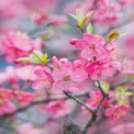 Vibrant Pink Cherry Blossom Flowers in Bloom - Spring Nature Background