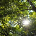 Das Sonnenlicht, das durch üppige grüne Blätter in einem ruhigen Wald filtert.