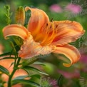 Vibrant Orange Lily Blossom in Bloom - Nature's Beauty and Floral Elegance