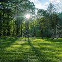 Sunlight Filtering Through Lush Green Forest: Nature's Tranquility and Serenity