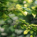 Vibrant Green Leaves with Soft Bokeh Background - Nature Close-Up