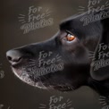 Perfil em Close-Up de um Cão Preto com Olhos Expressivos