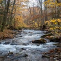 Serene Autumn Stream in a Colorful Forest