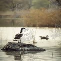 Serene Waterfowl on a Rocky Outcrop in Tranquil Wetland Landscape