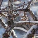 Winter Nature Close-Up: Frosted Tree Branches in Snowy Landscape