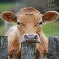 Close-Up of a Curious Cow Behind a Wooden Fence in a Pastoral Setting