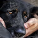 Close-Up of a Loving Dog in Human Embrace - Pet Bonding and Affection