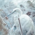 Eleganter Weißer Reiher in frostigem Moorland: Serene Naturfotografie