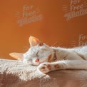 Peaceful White Cat Sleeping in Sunlight