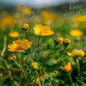 Vibrant Yellow Wildflowers in Bloom: Nature's Beauty and Springtime Serenity