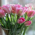 Beautiful Pink Tulips in a Vase - Fresh Floral Arrangement for Spring Decor