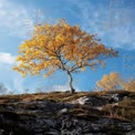 Vibrant Autumn Tree on Rocky Landscape Against Blue Sky