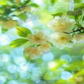 Delicate White Blossoms Against a Soft Green Bokeh Background - Spring Nature Beauty