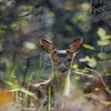 Serene Forest Encounter: Young Deer in Natural Habitat