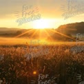 Golden Sunrise Over Serene Wheat Field: Nature's Tranquility and Beauty