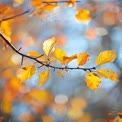 Autumn Leaves in Soft Focus: Vibrant Fall Colors and Bokeh Background