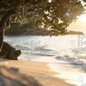 Serene Beach Sunset with Lush Greenery and Gentle Waves