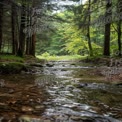 Tranquil Forest Stream: Serene Nature Landscape with Lush Greenery