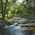 Riacho Tranquilo na Floresta: Paisagem Natural Serena com Vegetação Luxuriante