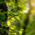 Vibrant Green Leaves in Sunlit Forest - Nature's Serenity and Freshness