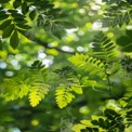 Vibrant Green Leaves with Sunlight Bokeh - Nature Background