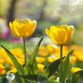 Vibrant Yellow Tulips in Bloom: Spring Floral Beauty and Nature's Colors