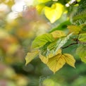 Vibrant Autumn Leaves with Soft Bokeh Background