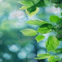 Fresh Green Leaves with Soft Bokeh Background - Nature and Serenity