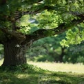 Serene Nature Scene: Majestic Tree with Lush Green Foliage in Tranquil Park Setting