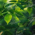 Vibrant Green Leaves in Natural Light - Freshness and Nature Background