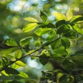 Vibrant Green Leaves with Soft Bokeh Background - Nature's Serenity