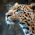 Majestic Leopard Close-Up: Wild Animal Portrait with Striking Blue Eyes