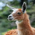 Close-Up of a Llama with Soft Fur in Natural Habitat