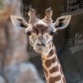 Majestic Giraffe Portrait in Natural Habitat