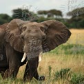 Majestic African Elephant in Natural Habitat - Wildlife Photography