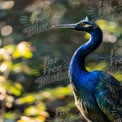 Majestic Blue Heron in Natural Habitat with Soft Bokeh Background