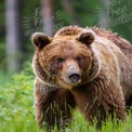 Majestic Brown Bear in Lush Green Forest Habitat