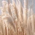 Soft Pampas Grass in Natural Light - Elegant Floral Background for Home Decor and Design